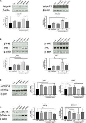 Adiponectin as Well as Compressive Forces Regulate in vitro β-Catenin Expression on Cementoblasts via Mitogen-Activated Protein Kinase Signaling Activation